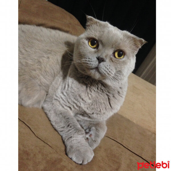 Scottish Fold, Kedi  S U F L E  fotoğrafı