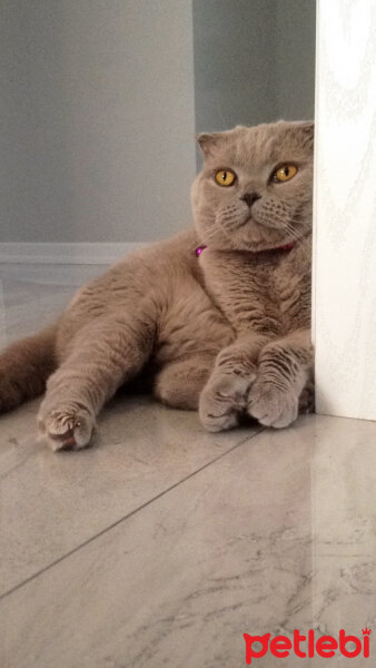 Scottish Fold, Kedi  S U F L E  fotoğrafı