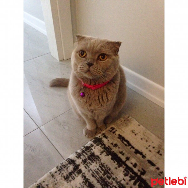 Scottish Fold, Kedi  S U F L E  fotoğrafı