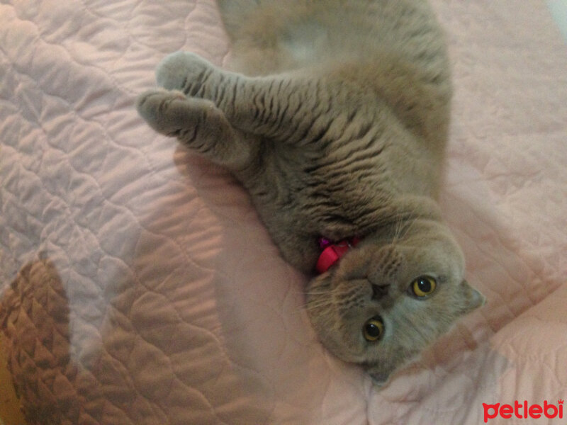 Scottish Fold, Kedi  S U F L E  fotoğrafı