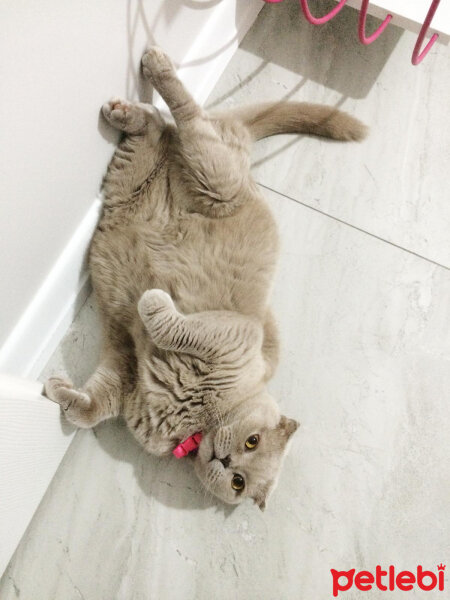 Scottish Fold, Kedi  S U F L E  fotoğrafı