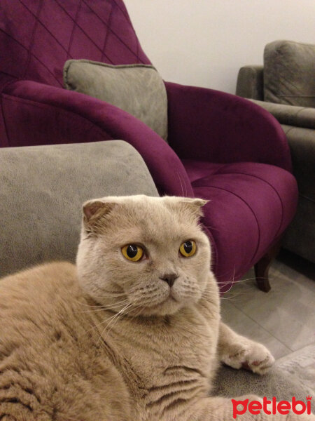 Scottish Fold, Kedi  S U F L E  fotoğrafı