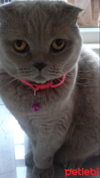 Scottish Fold, Kedi  S U F L E  fotoğrafı