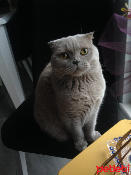 Scottish Fold, Kedi  S U F L E  fotoğrafı