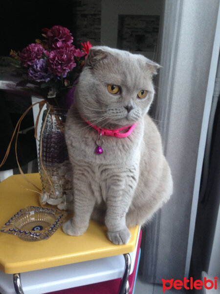 Scottish Fold, Kedi  S U F L E  fotoğrafı