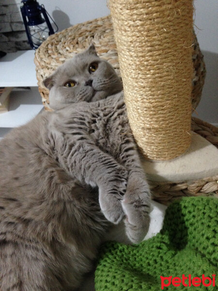 Scottish Fold, Kedi  S U F L E  fotoğrafı