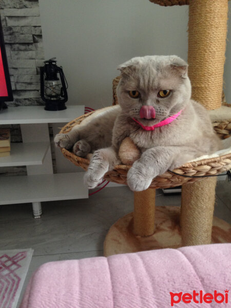 Scottish Fold, Kedi  S U F L E  fotoğrafı