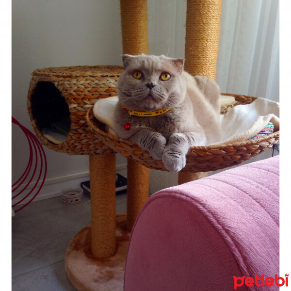 Scottish Fold, Kedi  S U F L E  fotoğrafı