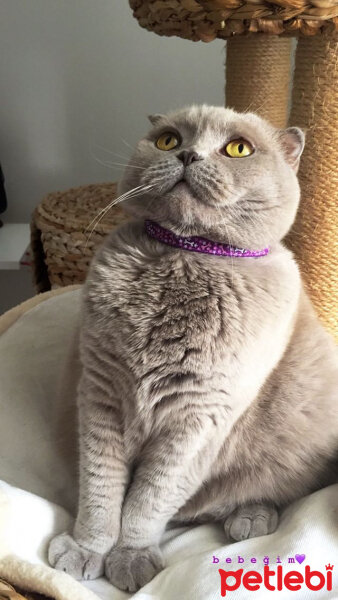 Scottish Fold, Kedi  S U F L E  fotoğrafı