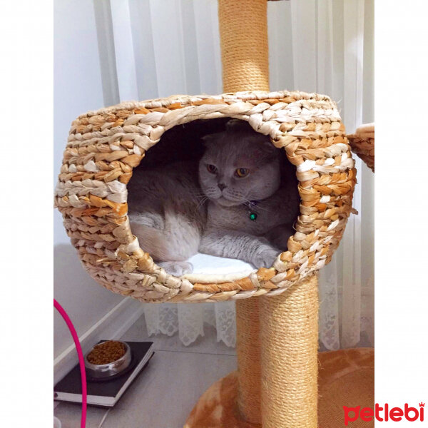 Scottish Fold, Kedi  S U F L E  fotoğrafı