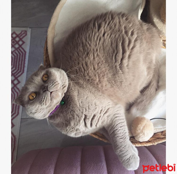 Scottish Fold, Kedi  S U F L E  fotoğrafı