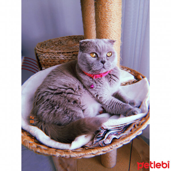 Scottish Fold, Kedi  S U F L E  fotoğrafı