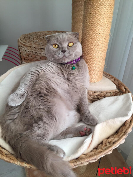 Scottish Fold, Kedi  S U F L E  fotoğrafı