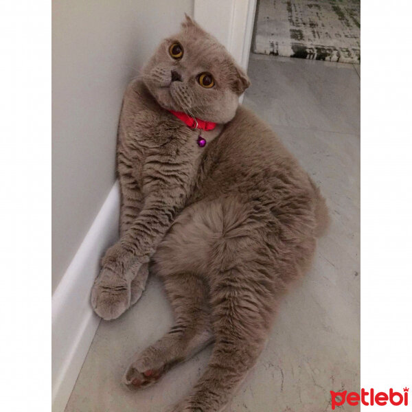 Scottish Fold, Kedi  S U F L E  fotoğrafı