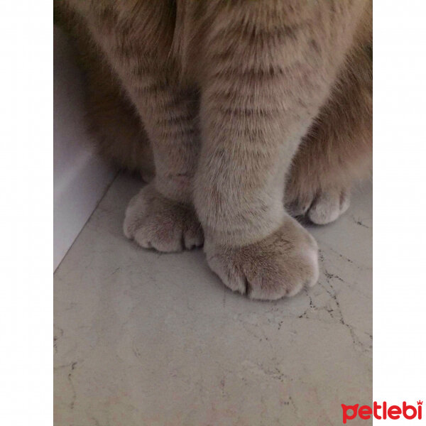 Scottish Fold, Kedi  S U F L E  fotoğrafı