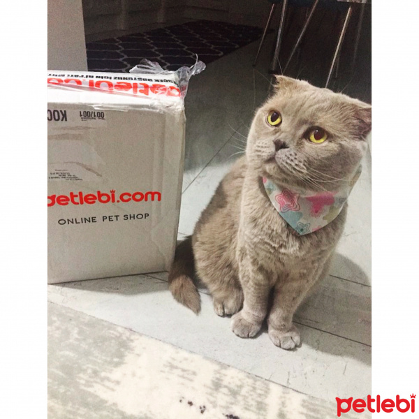 Scottish Fold, Kedi  S U F L E  fotoğrafı