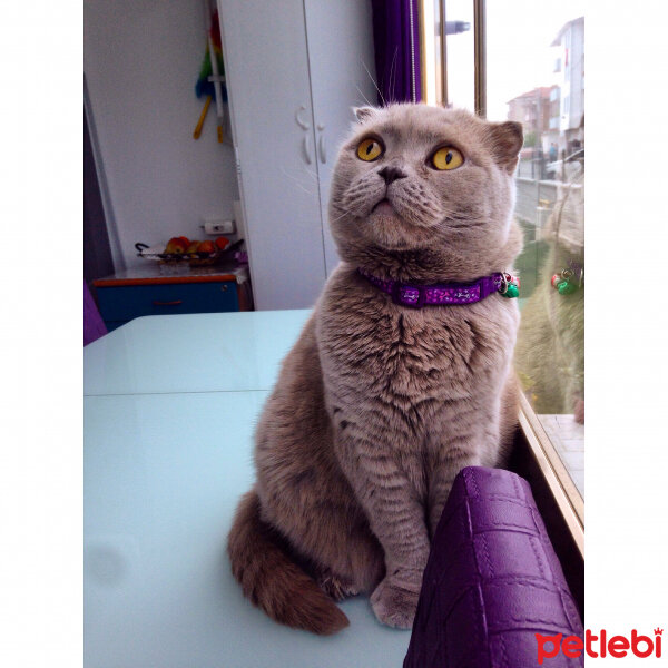 Scottish Fold, Kedi  S U F L E  fotoğrafı