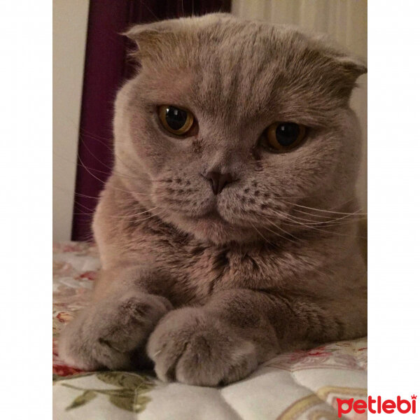 Scottish Fold, Kedi  S U F L E  fotoğrafı