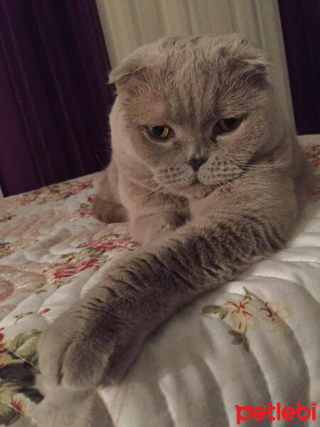 Scottish Fold, Kedi  S U F L E  fotoğrafı