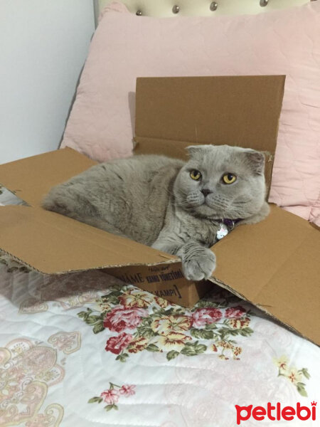 Scottish Fold, Kedi  S U F L E  fotoğrafı