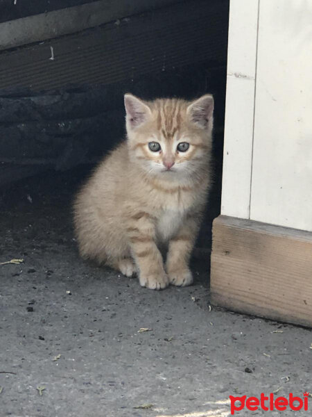 Tekir Kedi, Kedi  Duman fotoğrafı