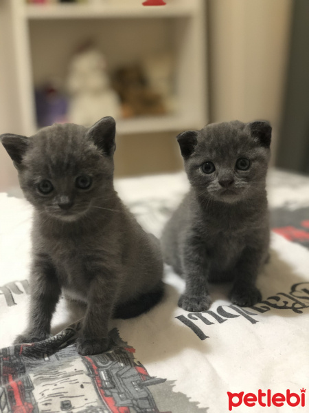 Scottish Fold, Kedi  Gece fotoğrafı