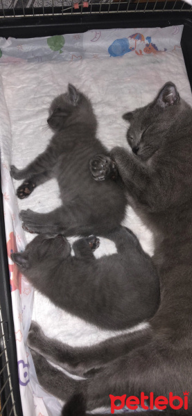 Scottish Fold, Kedi  Gece fotoğrafı