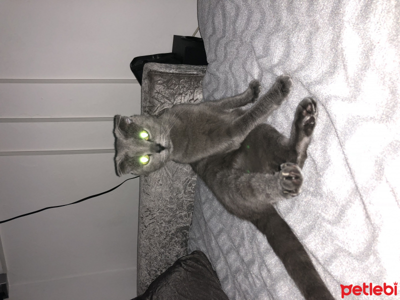 Scottish Fold, Kedi  Gece fotoğrafı