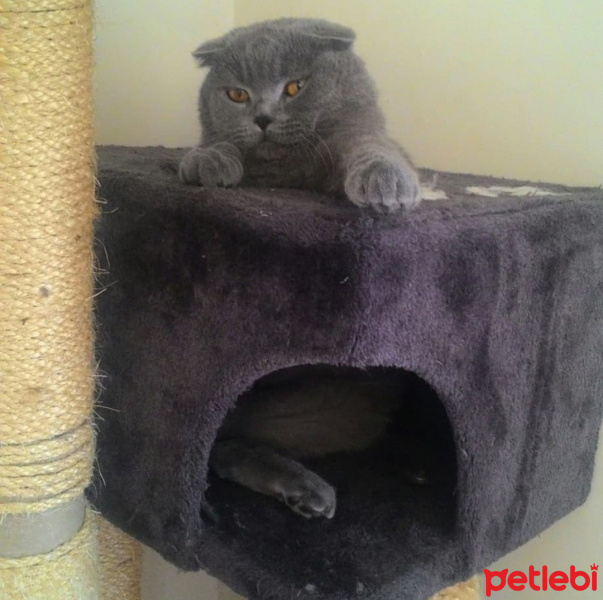 Scottish Fold, Kedi  Atlas fotoğrafı