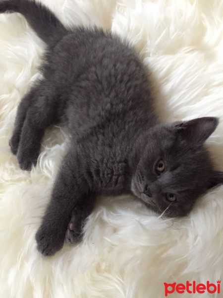 Scottish Fold, Kedi  Sofi fotoğrafı