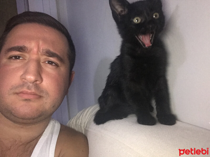 Tekir Kedi, Kedi  Tipsiz fotoğrafı