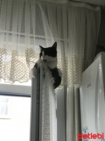 Tekir Kedi, Kedi  Tipsiz fotoğrafı