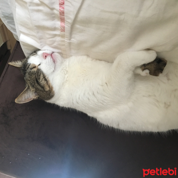 Tekir Kedi, Kedi  Kuki fotoğrafı