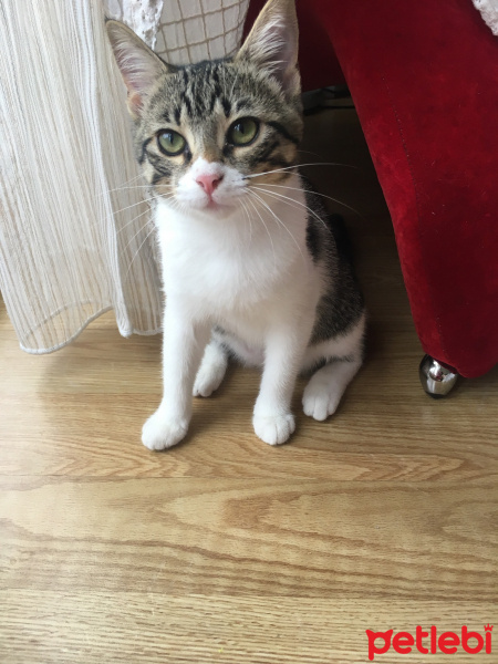 Tekir Kedi, Kedi  Layla fotoğrafı