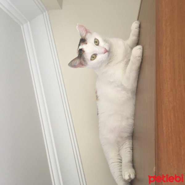 Tekir Kedi, Kedi  Elizabet fotoğrafı