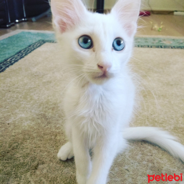 Van Kedisi, Kedi  Alfa fotoğrafı