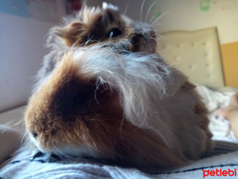 Guinea Pig, Kemirgen  Kardeşler fotoğrafı