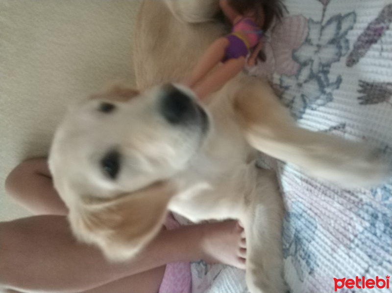 Golden Retriever, Köpek  Bonnie fotoğrafı