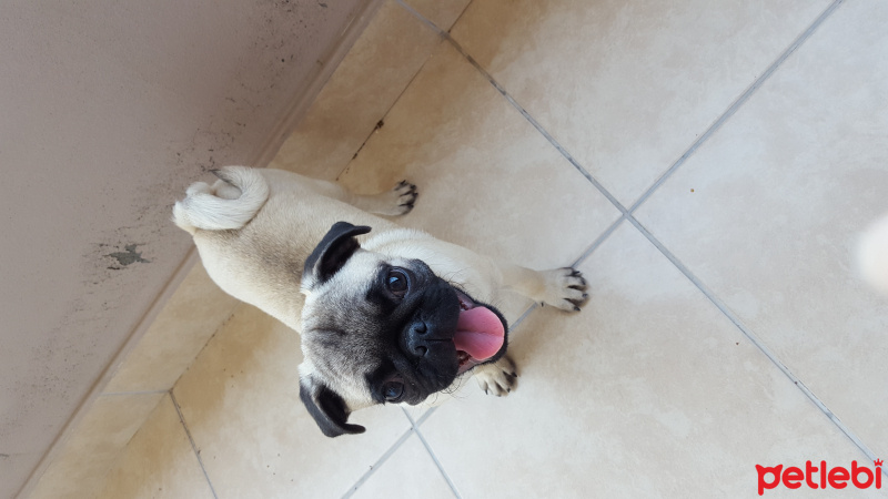Pug, Köpek  Tayyar fotoğrafı
