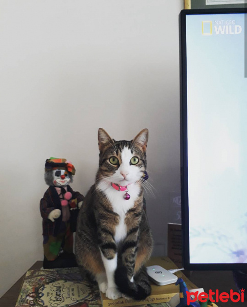 Tekir Kedi, Kedi  Badem fotoğrafı