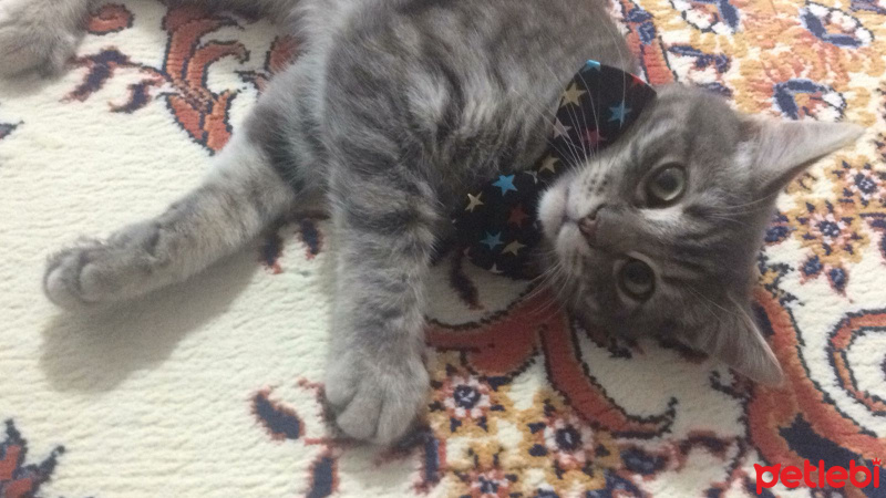 Tekir Kedi, Kedi  Mia fotoğrafı