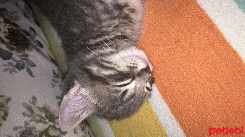 Tekir Kedi, Kedi  Mia fotoğrafı