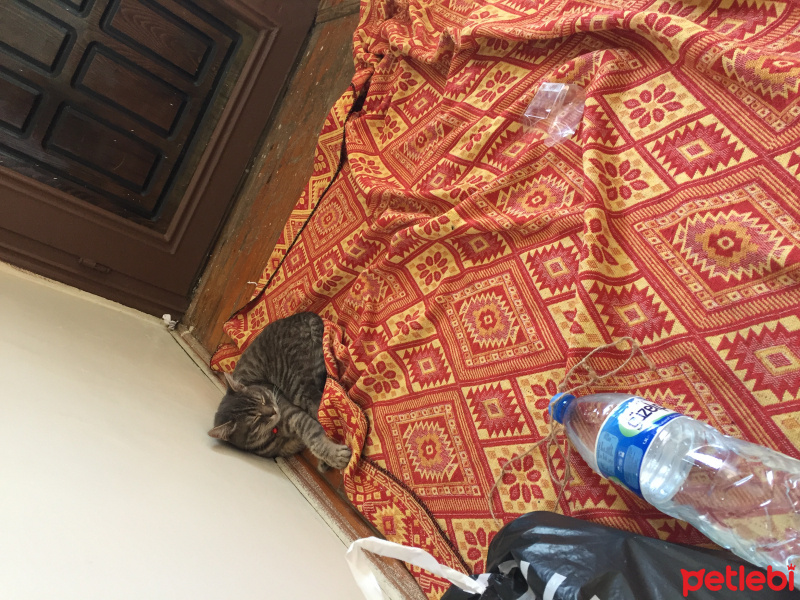 Tekir Kedi, Kedi  Mia fotoğrafı