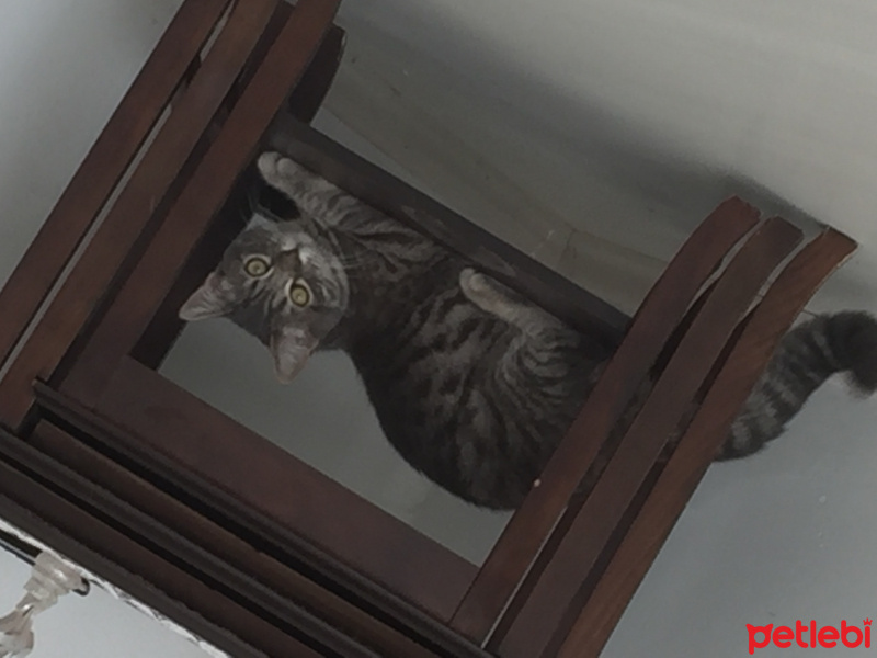 Tekir Kedi, Kedi  Mia fotoğrafı
