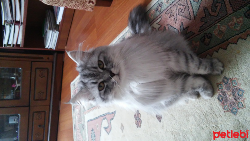 Chinchilla, Kedi  Çiço fotoğrafı