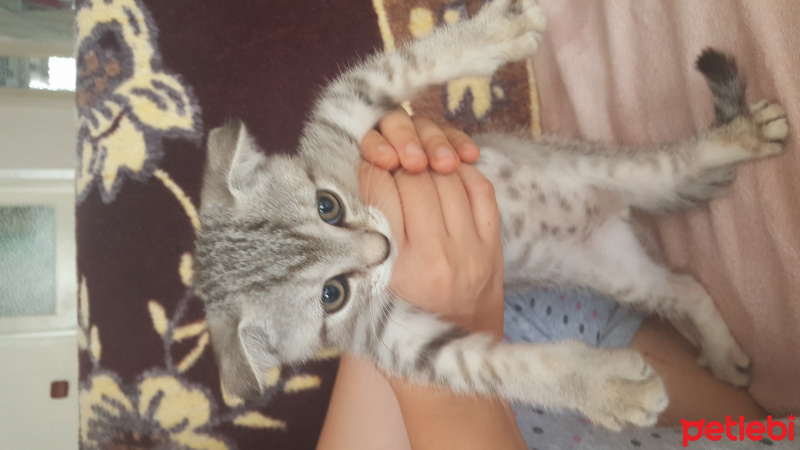 Scottish Fold, Kedi  Minnos fotoğrafı