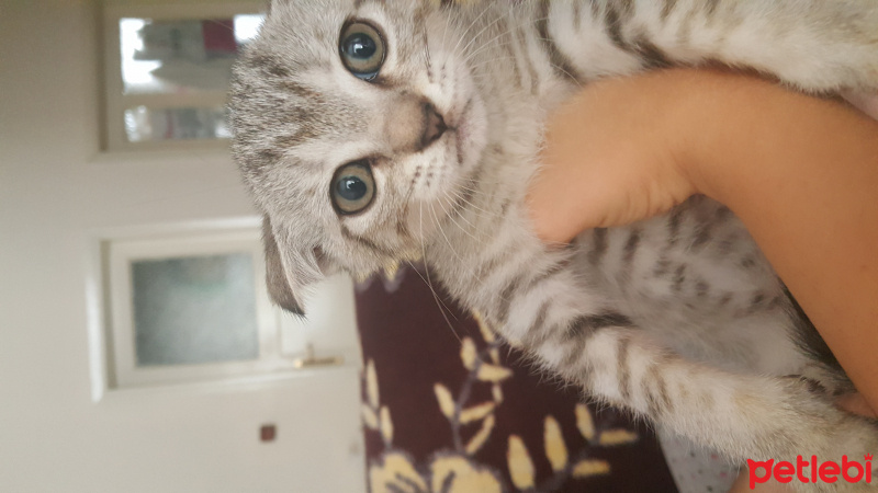 Scottish Fold, Kedi  Minnos fotoğrafı