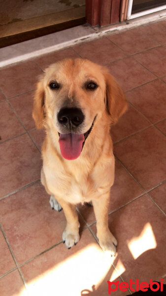 Golden Retriever, Köpek  Tony fotoğrafı