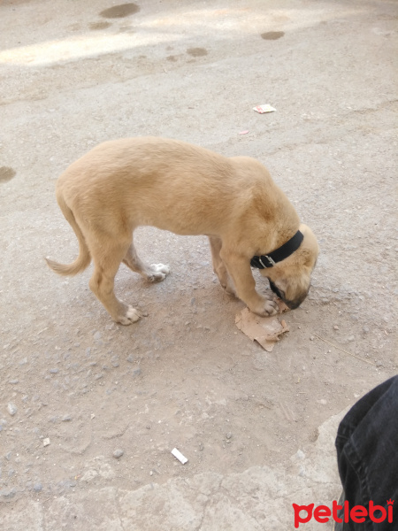 Akbaş, Köpek  Lisa fotoğrafı