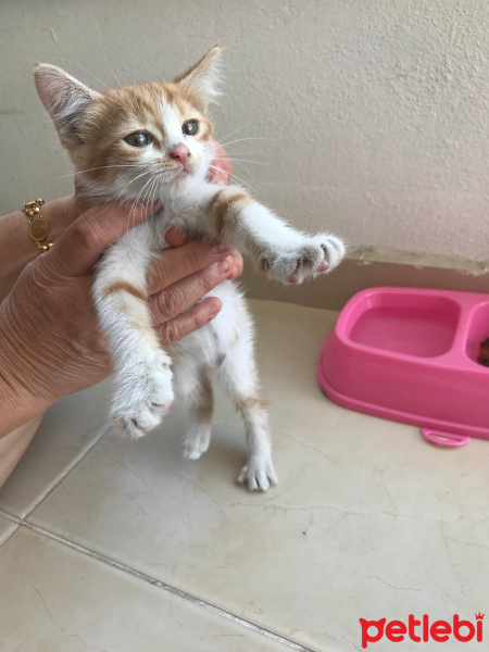 Sarman, Kedi  Mia fotoğrafı